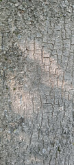 Deeply Textured Tree Bark: Cracked Grey and Brown Nature Background