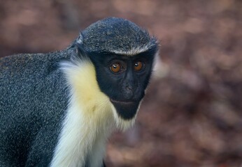 Diana monkey