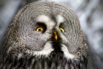 A close-up of a majestic Great Grey Owl with striking yellow eyes and beautifully patterned feathers. This photo captures the essence of nature’s mystery and strength in fine detail.