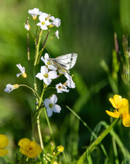 White flowers and a green-veined white butterfly.