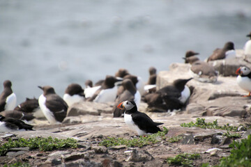 A close up of a Puffin on a rock