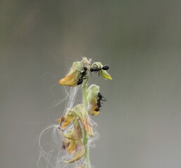 Ants are collecting honey from flowers