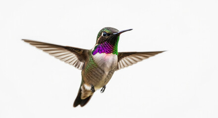Fototapeta premium hummingbird on a branch