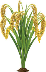 paddy plant realistic