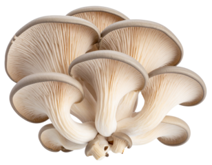 A group of organic raw oyster mushrooms with earthy tones and intricate details,  isolated on transparent background PNG, perfect for health food packaging, cooking blogs, and vegetarian themes
