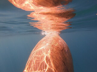 dugong (Dugong dugon) is a large, herbivorous marine mammal belonging to the order Sirenia, closely...