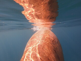 dugong (Dugong dugon) is a large, herbivorous marine mammal belonging to the order Sirenia, closely...
