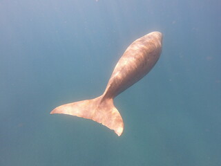 dugong (Dugong dugon) is a large, herbivorous marine mammal belonging to the order Sirenia, closely...