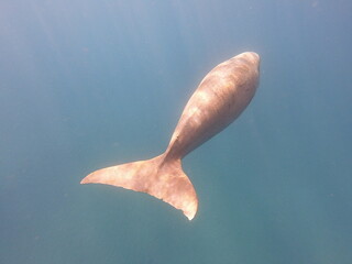 dugong (Dugong dugon) is a large, herbivorous marine mammal belonging to the order Sirenia, closely...