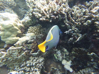 Pomacanthus imperator emperor angelfish is a species of marine angelfish. It is a reef-associated fish, native to the Indian and Pacific Oceans, from the Red Sea to Hawaii and the Austral Islands. Thi