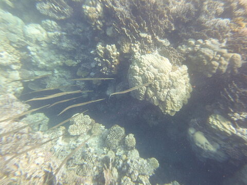 fistularia commersonii school  bluespotted cornetfish grows to a length of 1.6 m (5.2 ft), but the average is around 1 metre (3 ft 3 in). It is notable for its unusually long, slender body shape. It h