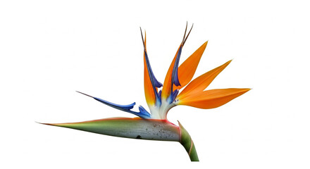 bird of paradise flower