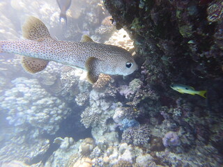 Diodon hystrix, commonly known as the spot-fin porcupinefish or long-spine porcupinefish, is a large marine fish in the family Diodontidae. It is found in tropical and subtropical waters worldwide, in