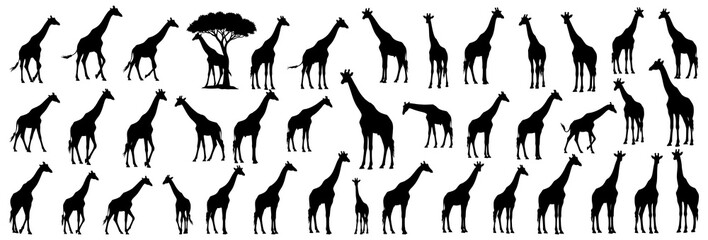 Giraffe silhouettes collection featuring various poses of giraffes, including walking, grazing, and standing under acacia trees