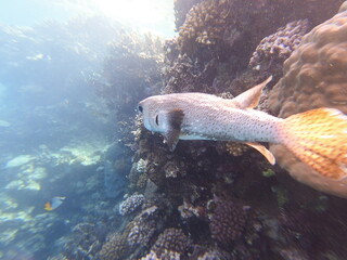 Diodon hystrix, commonly known as the spot-fin porcupinefish or long-spine porcupinefish, is a...