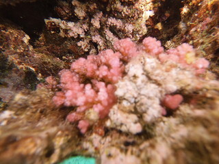 Pocillopora is a genus of reef-building stony corals in the family Pocilloporidae. They’re sometimes called cauliflower corals or lace corals because of their distinctive growth forms. Here are the ke