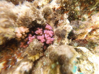 Pocillopora is a genus of reef-building stony corals in the family Pocilloporidae. They’re sometimes called cauliflower corals or lace corals because of their distinctive growth forms. Here are the ke