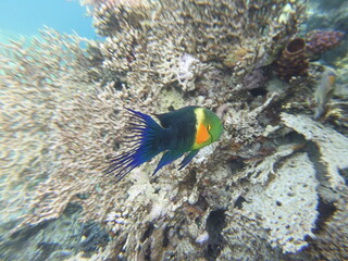  broomtail wrasse (Cheilinus lunulatus) is a species of wrasse native to the Red Sea and Indian...