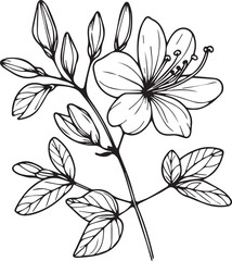 Honeysuckle flower drawings, Honeysuckle line drawing, pencil Honeysuckle flower drawing, coloring pages, free printable flower coloring pages, Honeysuckle flowers vector art