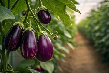 Photorealistic Eggplant Cluster Hanging from Vine in Greenhouse with Lush Foliage and Natural Light
