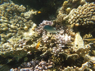 Amblyglyphidodon leucogaster also known as the yellowbelly damselfish is a species of marine fish...
