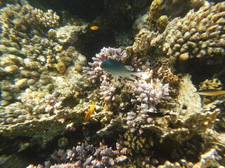 Amblyglyphidodon leucogaster also known as the yellowbelly damselfish is a species of marine fish in the family Pomacentridae, the damselfishes and clownfishes. It's widespread throughout the tropical