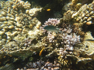 Amblyglyphidodon leucogaster also known as the yellowbelly damselfish is a species of marine fish...