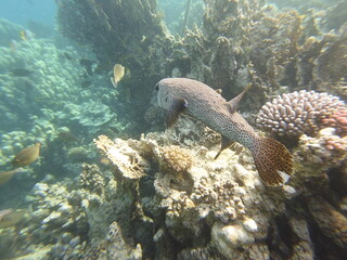 Diodon hystrix, commonly known as the spot-fin porcupinefish or long-spine porcupinefish, is a...