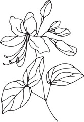 Honeysuckle flowers illustration coloring page, simplicity, Embellishment, monochrome vector art, Outline print with blossom iris flowers, Honeysuckle bouquet leaves, and buds, Honeysuckle tattoo