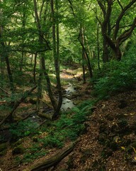 Obraz premium Serene forest scene with a flowing stream.