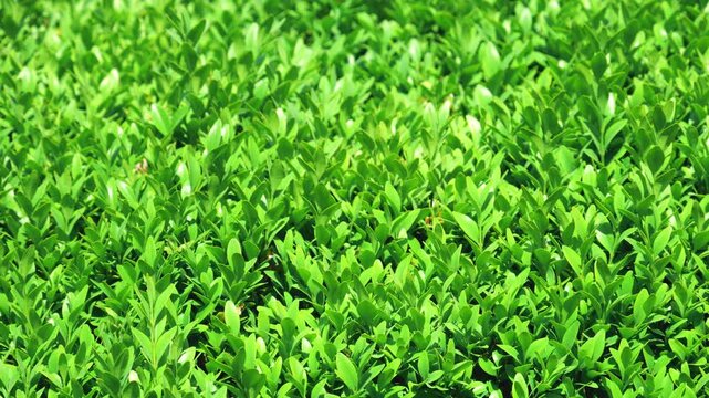 A plant background of green boxwood leaves in the garden.