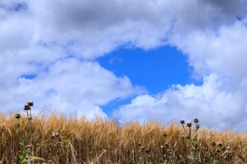 Ears of wheat covered by clouds.