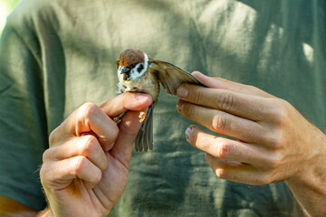 Scientific bird ringing with tree sparrow for sustainability