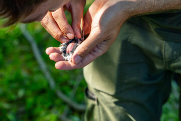 Ornithologist examines tree sparrow during bird ringing