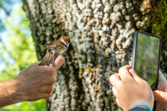 Boy streams bird ringing for ecological study