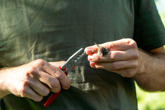 Ornithologist carefully ringing a European treecreeper