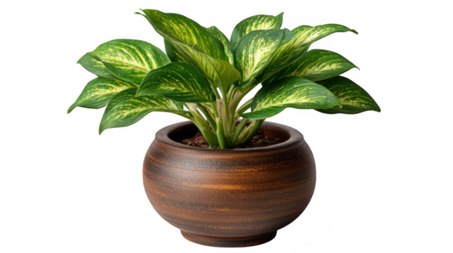 Beautiful dieffenbachia plant in a wooden pot isolated on transparent background