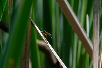Parasitic was on a reed in the sun.