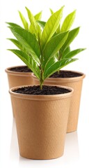 Small plants in recycled paper pots.