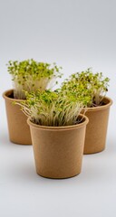 Close-up of microgreens in small pots.