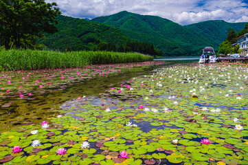 木崎湖南端の睡蓮群生地