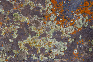 Lichen covering sedimentary rock surface texture