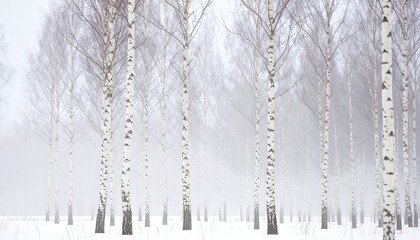 Misty birch forest in winter