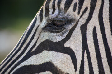Zebra Stripes Close-Up Pattern Wildlife Animal Photography