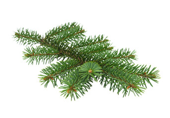 Vibrant, healthy evergreen spruce tree branch with sharp, deep emerald green needles floating on a transparent background with copy space, studio shot, concept of natural vitality and commercial