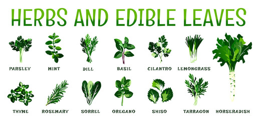 Green herbs and  edible leaves vegetables collection, vector illustration with fresh design, for healthy diet and culinary concept