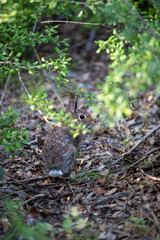 Wild Rabbit in Forest Underbrush