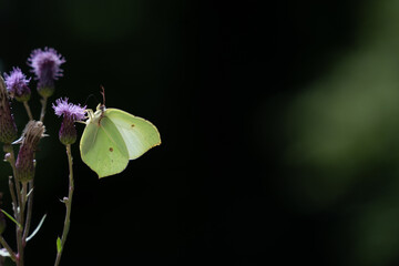 butterfly on flower