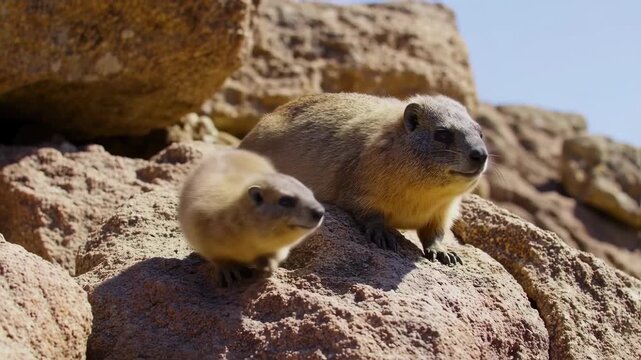 Adorable Rock Hyrax Mother and Baby in Sunny African Landscape