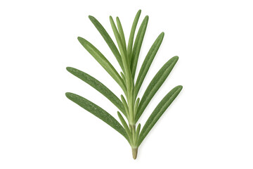 Fototapeta premium Bright green rosemary sprig close-up, isolated on transparent background, highlighting fresh herbal texture and culinary detail